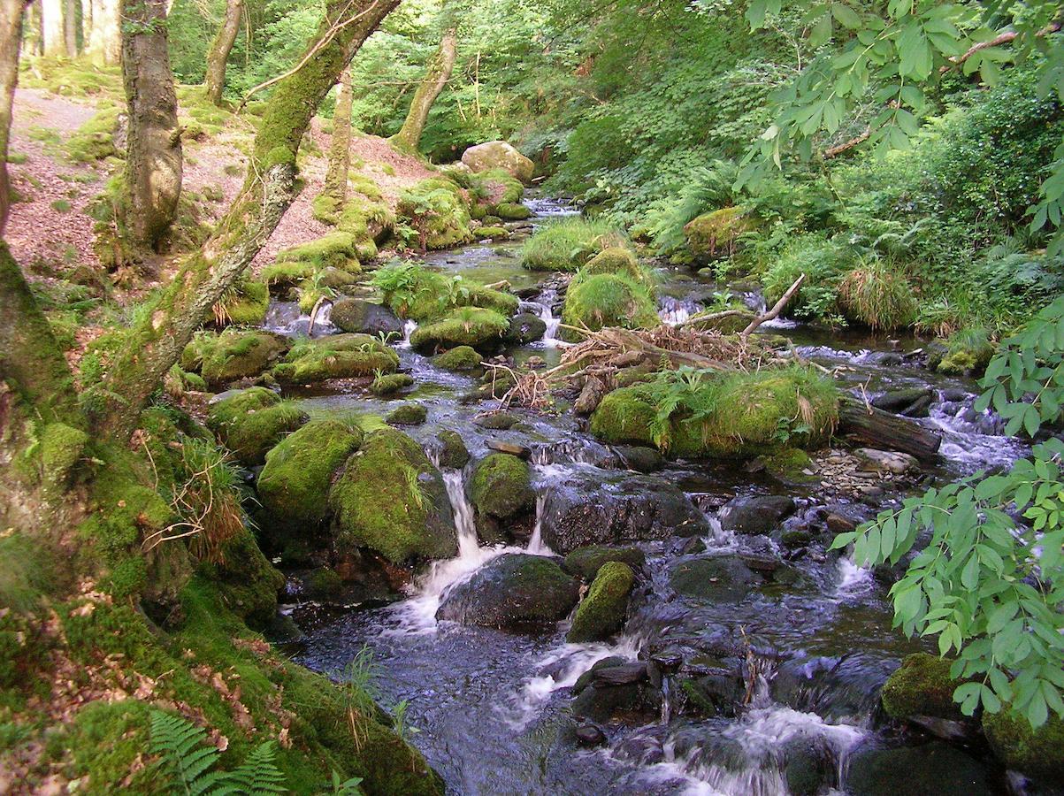 Bed and Breakfast The Dolgoch Bryn-crug Екстер'єр фото